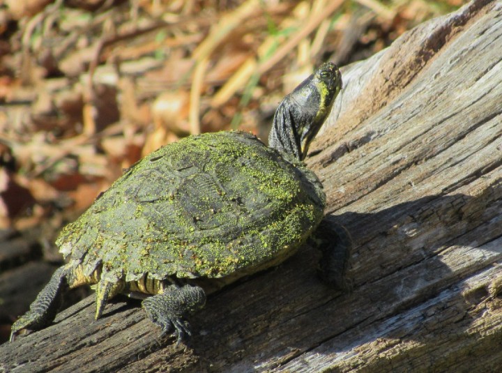 Yellowbelly Slider